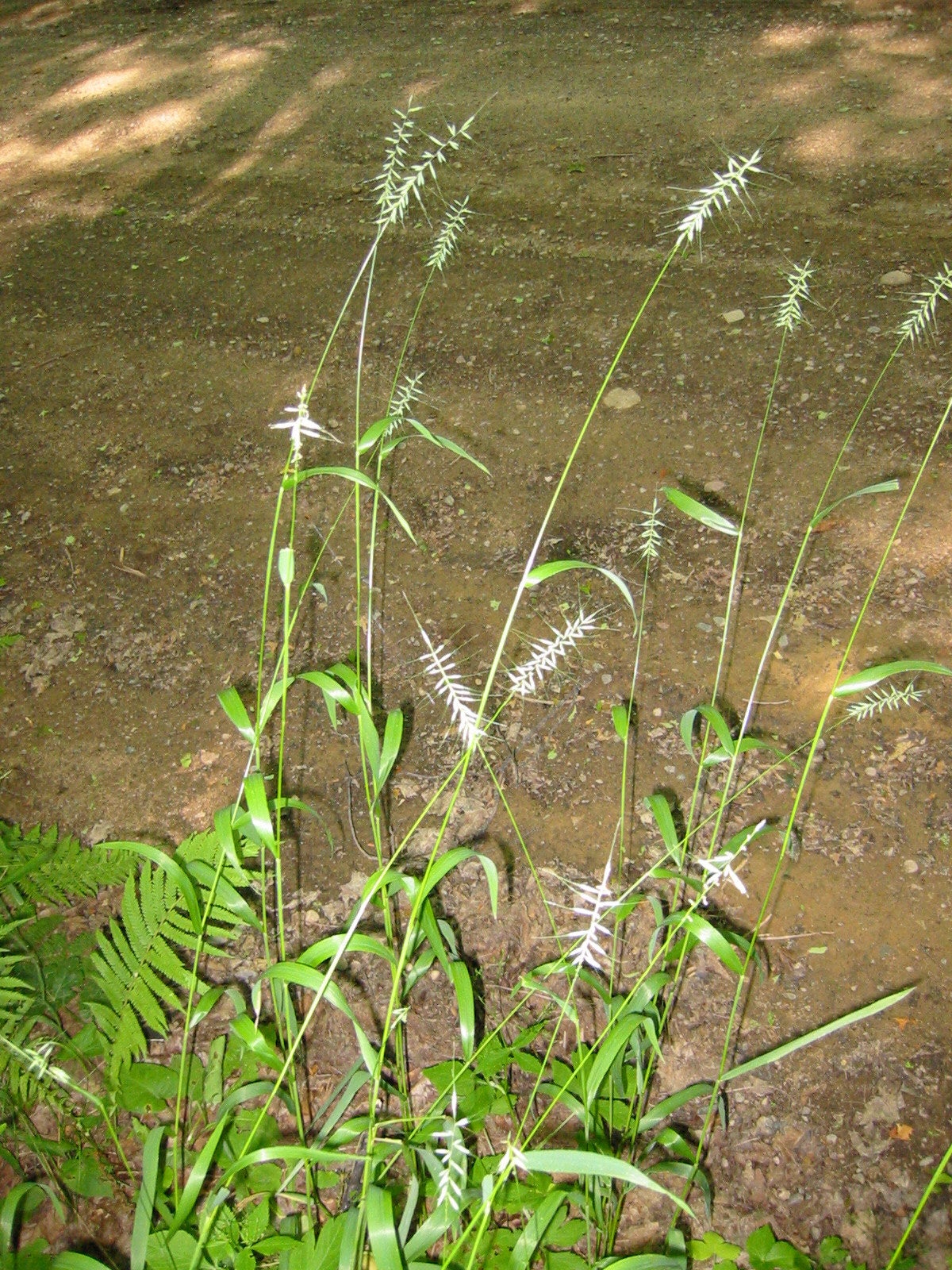 Bottlebrush grass (Elymus hystrix), perennial grass | Yennys ...