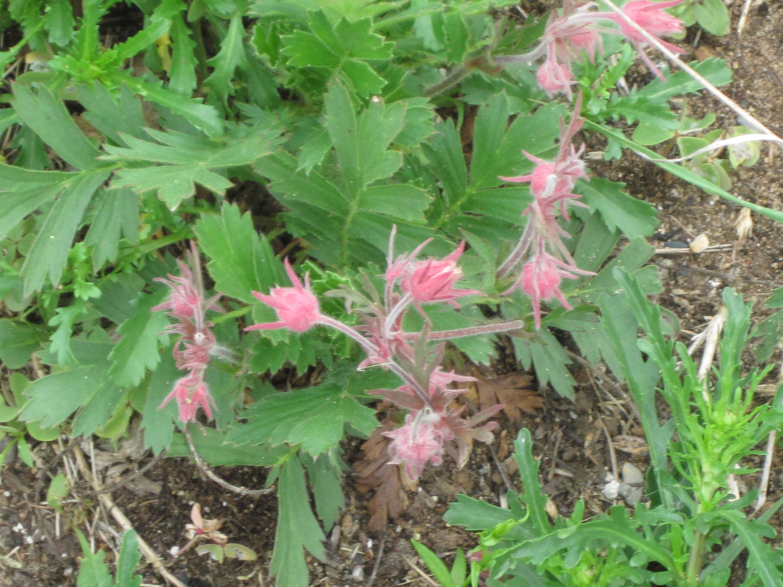 Prairie smoke (Geum triflorum), perennial wildflower | Yennys ...