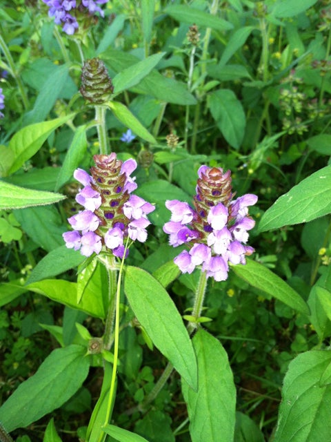 Self-heal or heal-all (Prunella vulgaris), perennial wildflower ...